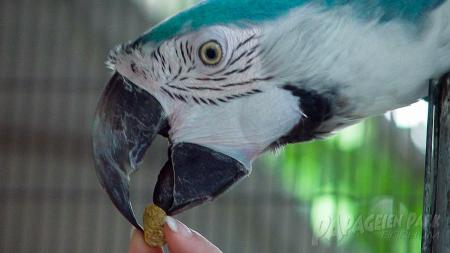 Richtiges Futter für papageien - der Papageienpark Bochum hilft Ihnen