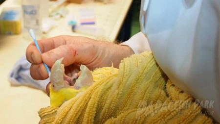 Krankheiten bei Papageien - wie man sie verhindert und behandelt: der Papageienpark Bochum weiß Rat