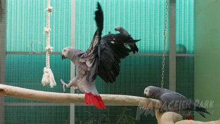 Papageien Käfige und Volieren - der Papageiepark Bochum bietet die richtige Lösung für alle Papageien und Sittiche...