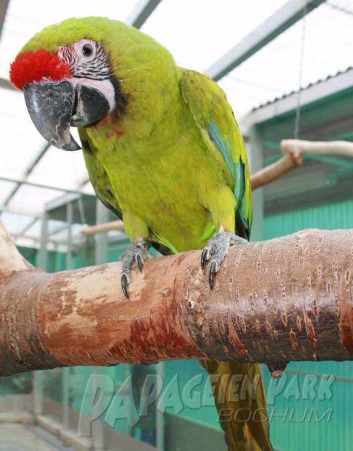 Ara Verkauf - Papageienpark - Parrot Park - Heike