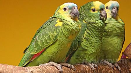 Anpaarung von Papageien - eine Spezialität des Papageienpark Bochum